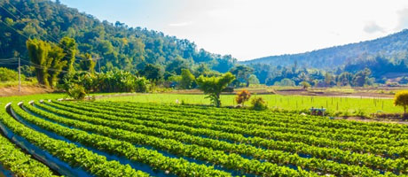 Agriculture & Forestry Subject Photo